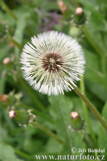 Púpava lekárska (Taraxacum officinale)