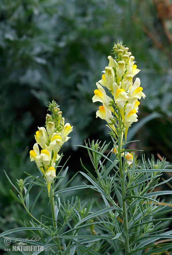 Pyštek obyčajný (Linaria vulgaris)