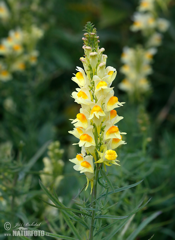 Pyštek obyčajný (Linaria vulgaris)