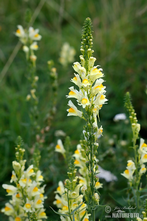 Pyštek obyčajný (Linaria vulgaris)