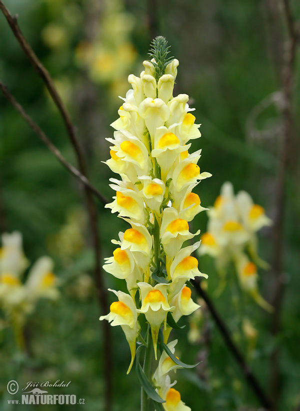 Pyštek obyčajný (Linaria vulgaris)