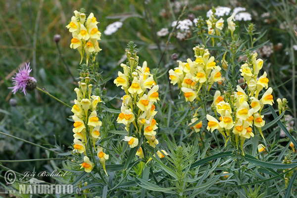 Pyštek obyčajný (Linaria vulgaris)