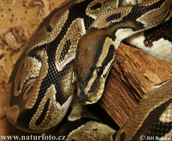 Pytón kráľovský (Python regius)