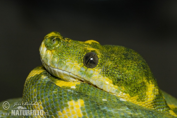 Pytón zelený (Morelia viridis)