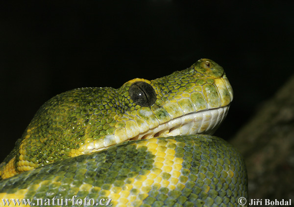 Pytón zelený (Morelia viridis)