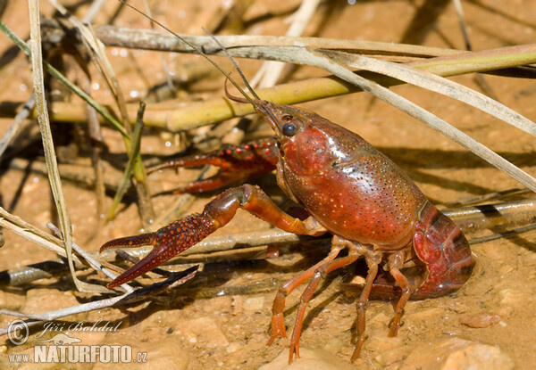 Rak červený (Procambarus clarkii)