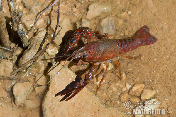 Rak červený (Procambarus clarkii)