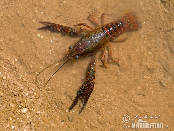 Rak červený (Procambarus clarkii)