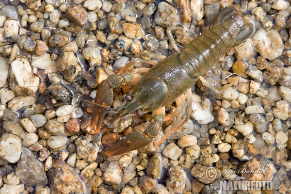 Rak říční (Astacus astacus)