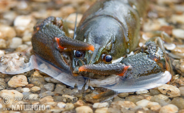 Rak říční (Astacus astacus)