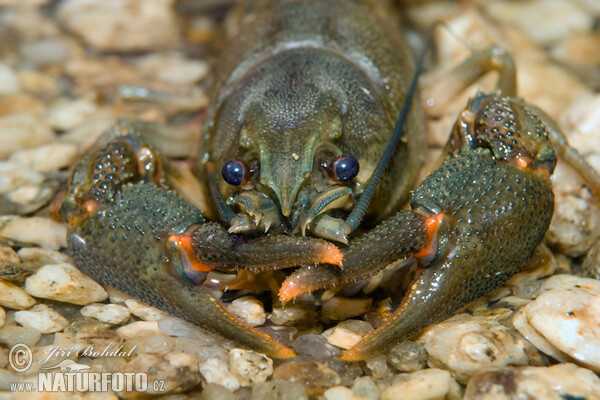 Rak říční (Astacus astacus)