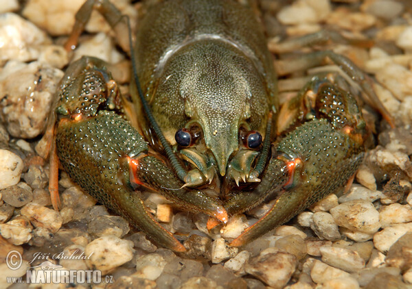 Rak říční (Astacus astacus)