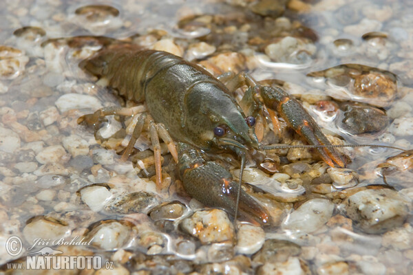 Rak říční (Astacus astacus)