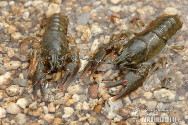 Rak říční (Astacus astacus)