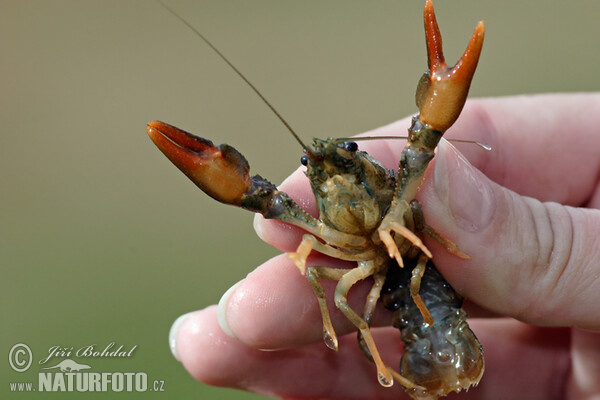 Rak říční (Astacus astacus)