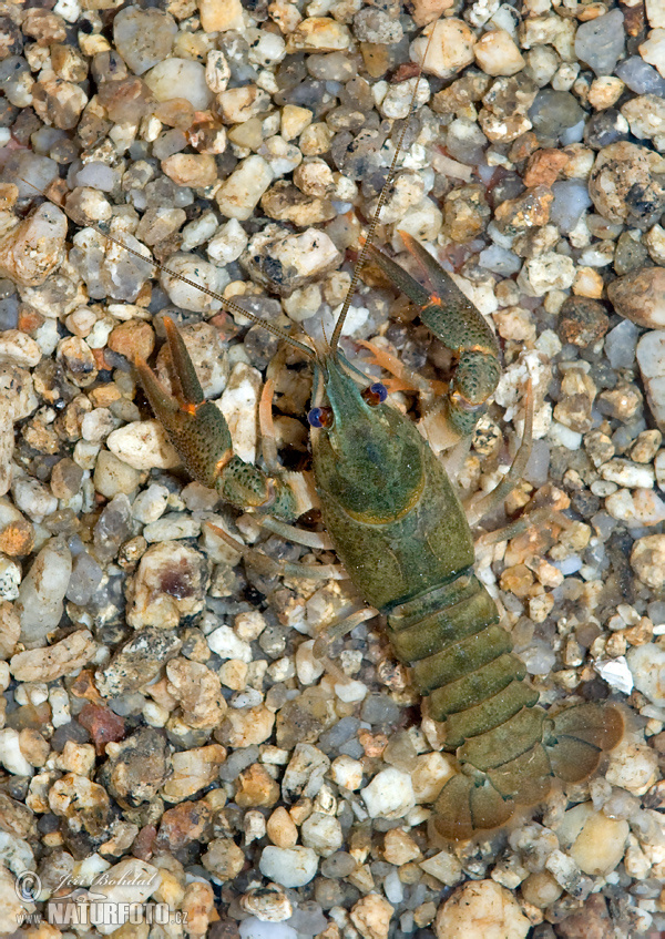 Rak riečny (Astacus astacus)