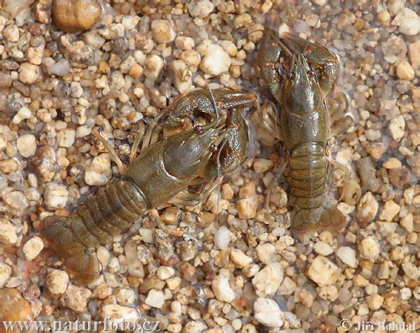 Rak riečny (Astacus astacus)