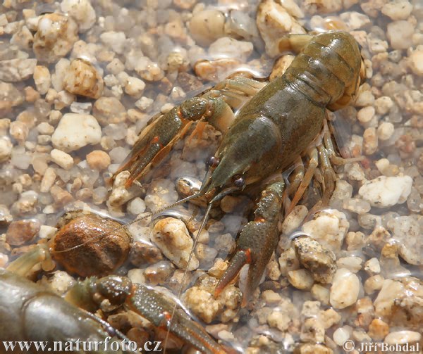 Rak riečny (Astacus astacus)