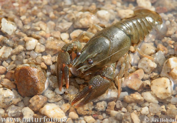 Rak riečny (Astacus astacus)