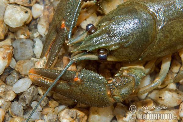 Rak riečny (Astacus astacus)