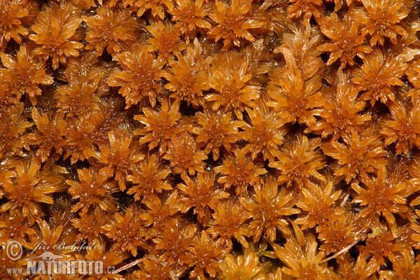 Rašeliník (Sphagnum)