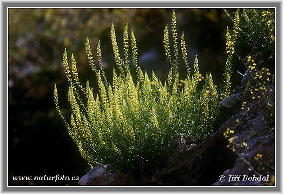 Rezeda žltá (Reseda lutea)