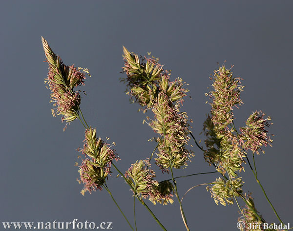 Reznačka laločnatá (Dactylis glomerata)