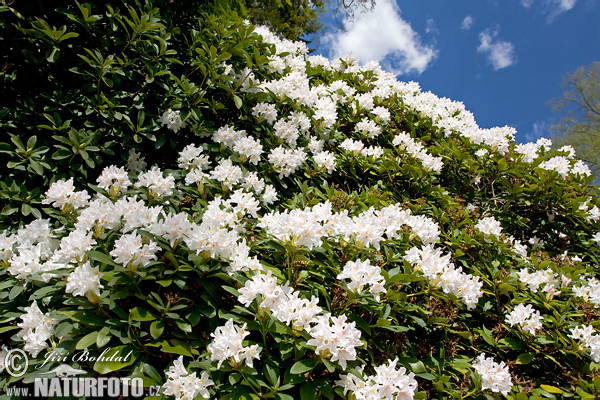 Rhododendron (Rhododendron)