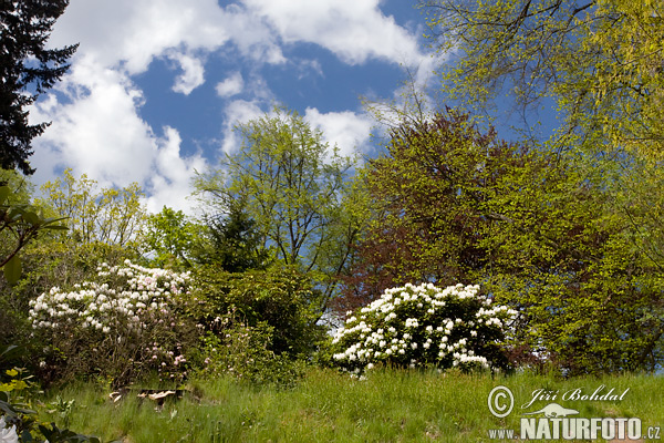 Rhododendron (Rhododendron)