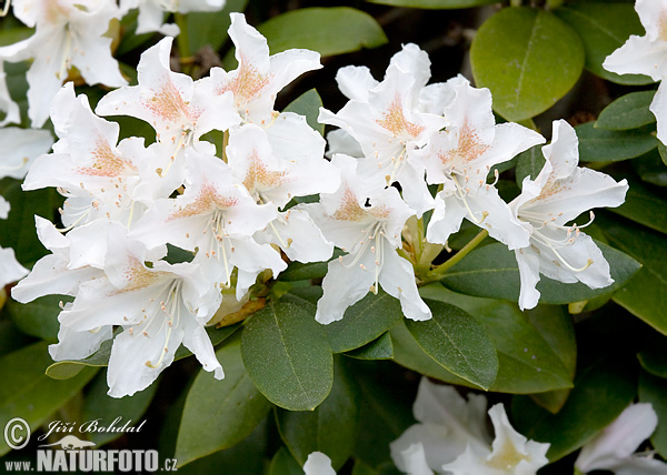 Rhododendron (Rhododendron)