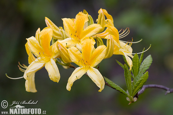 Rhododendron (Rhododendron)