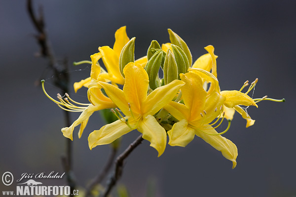 Rhododendron (Rhododendron)