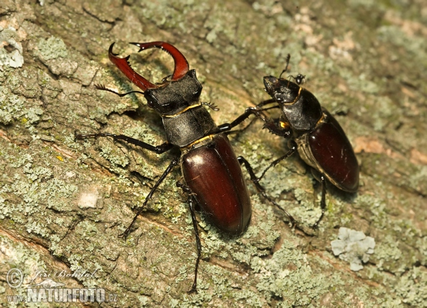 Roháč obecný (Lucanus cervus)