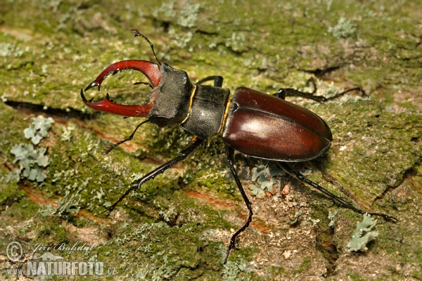 Roháč obecný (Lucanus cervus)