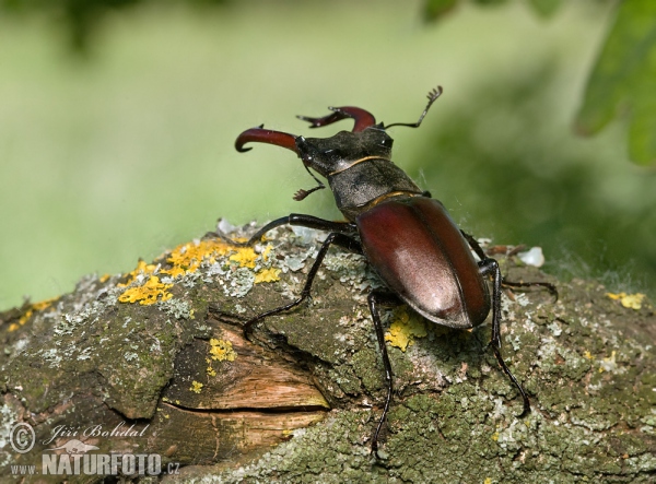 Roháč obecný (Lucanus cervus)