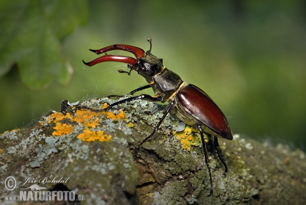 Roháč obecný (Lucanus cervus)