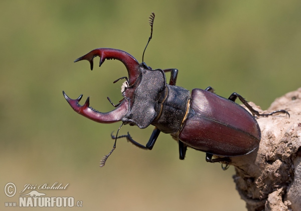 Roháč obecný (Lucanus cervus)