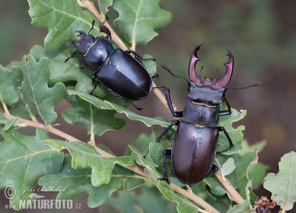 Roháč obecný (Lucanus cervus)