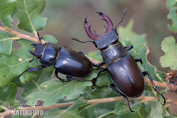 Roháč obecný (Lucanus cervus)