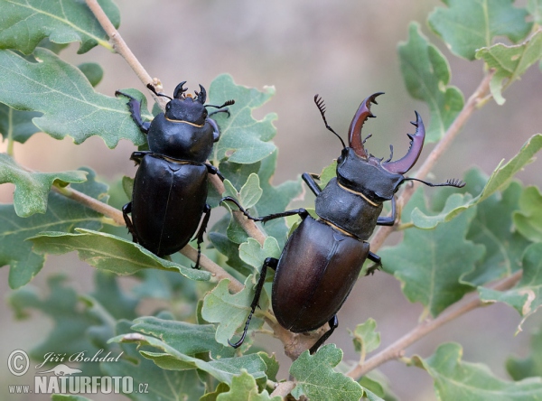 Roháč obecný (Lucanus cervus)