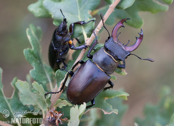 Roháč obecný (Lucanus cervus)