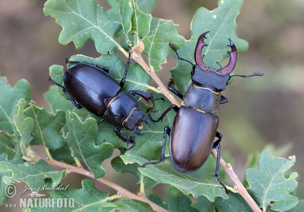 Roháč obecný (Lucanus cervus)