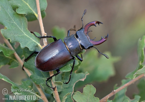 Roháč obecný (Lucanus cervus)