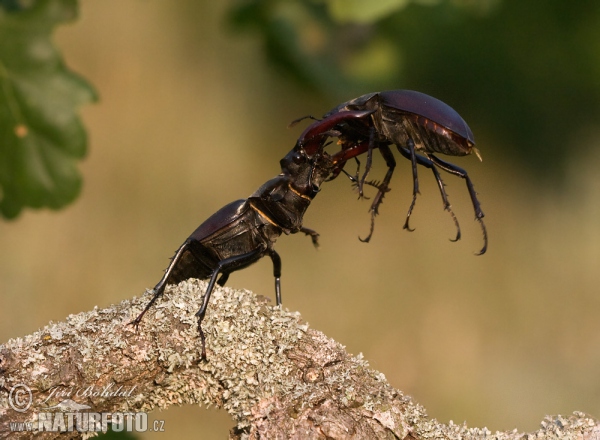 Roháč obecný (Lucanus cervus)