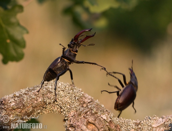 Roháč obecný (Lucanus cervus)