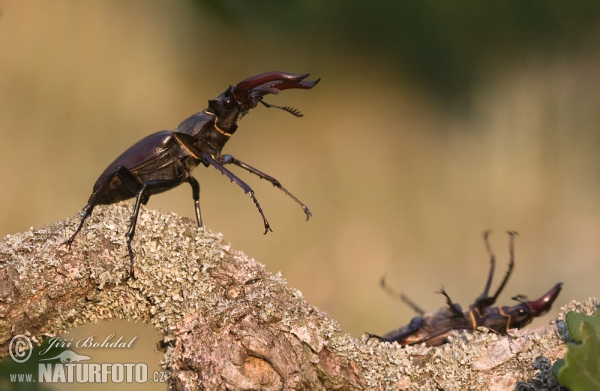 Roháč obecný (Lucanus cervus)