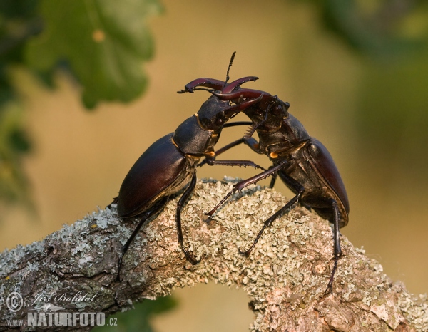 Roháč obecný (Lucanus cervus)