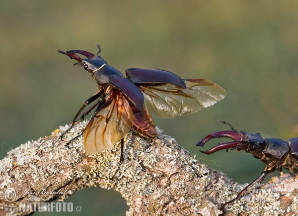 Roháč obecný (Lucanus cervus)