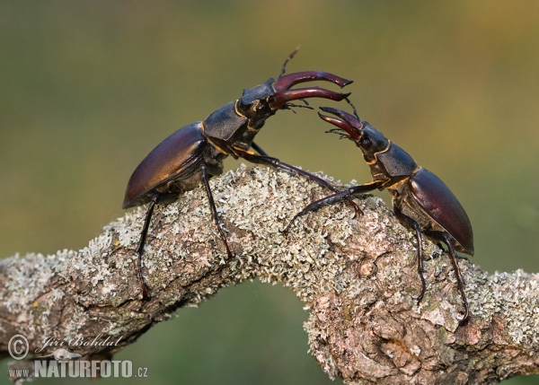 Roháč obecný (Lucanus cervus)