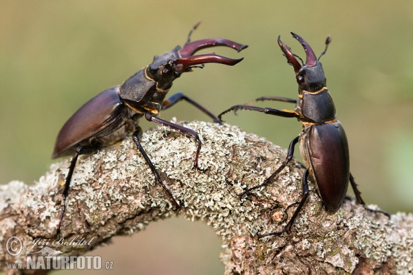 Roháč obecný (Lucanus cervus)